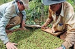 Việt Nam mất 207 triệu USD vì giá xuất khẩu nông sản giảm 